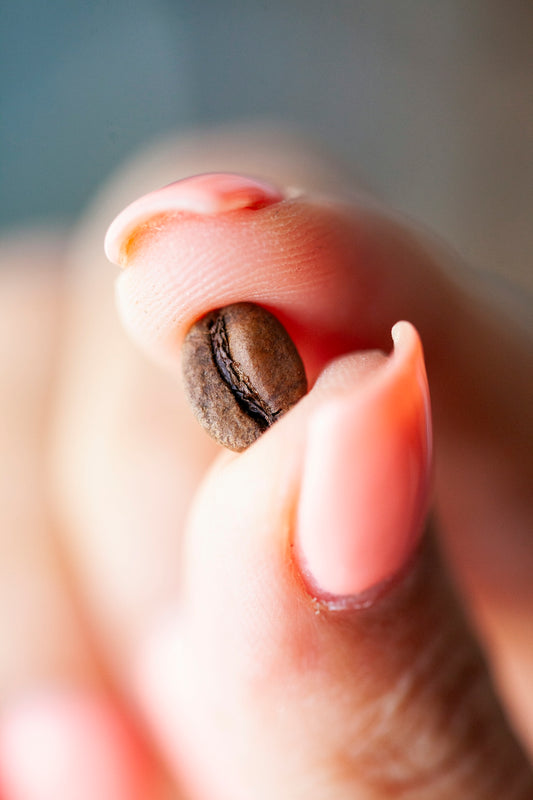 Close-up of a single coffee bean held between fingers